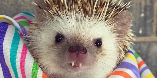 Ежик-вампир по имени Хафф: звезда Instagram