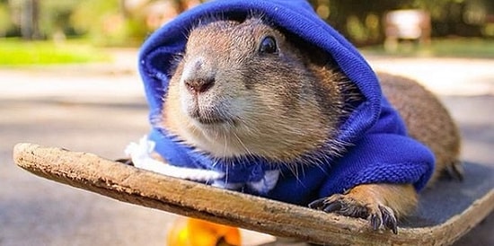 Луговые собачки - мастера косплея: от Пикачу до скейтера