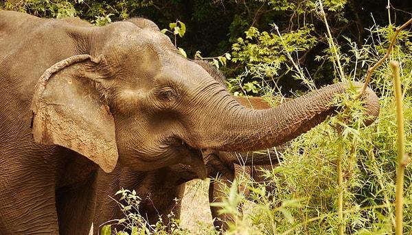 Asya filleri soyu tükenmekte olan türler arasında