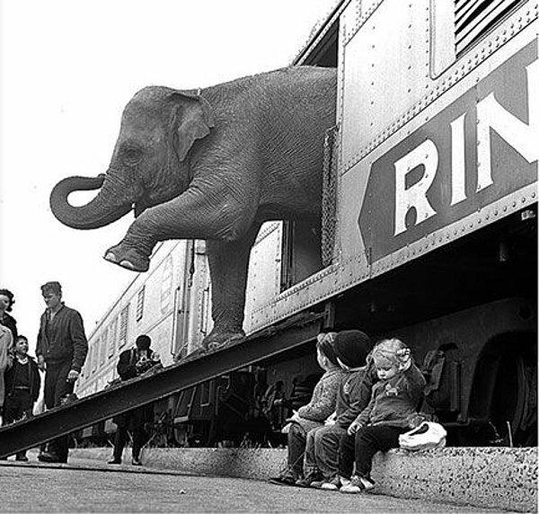 35. Ringling Kardeşler Sirki'nin bir gösteri fili trenden inerken. (1963)