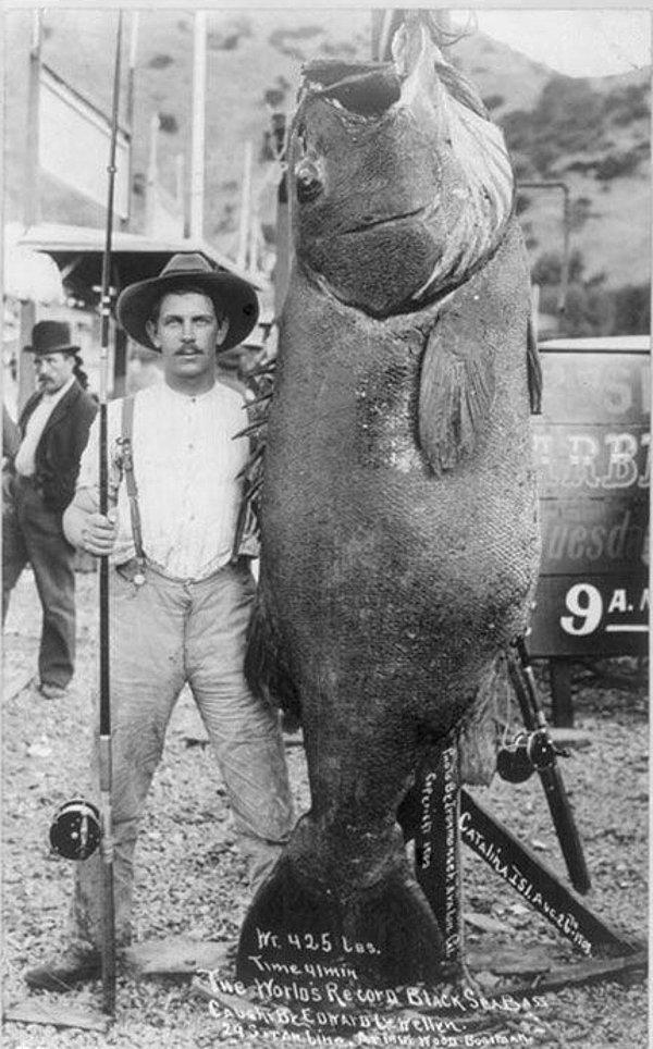 37. Dünya rekoru kıran 192 kiloluk levrek balığı ve yakalayan Edward Llewellen. (1903)