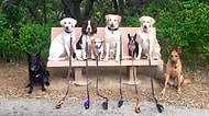 Gezdirdiği Köpekleri Toplu Halde Poz Vermeye İkna Eden Fotoğrafçıdan 23 Muhteşem Kare