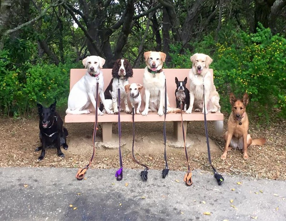 Gezdirdiği Köpekleri Toplu Halde Poz Vermeye İkna Eden Fotoğrafçıdan 23 Muhteşem Kare