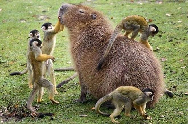 Tüm Hayvanlar Alemiyle Dost Olmayı Başarabilmiş Kapibaralardan 18 Düşman Çatlatan Poz