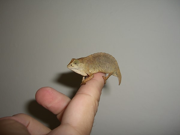 1. Карликовый хамелеон