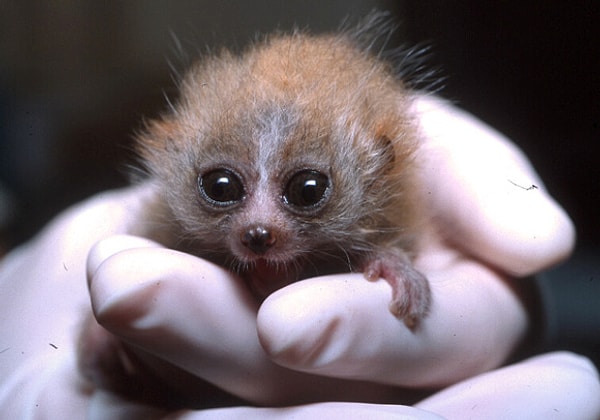 9. Малый лори