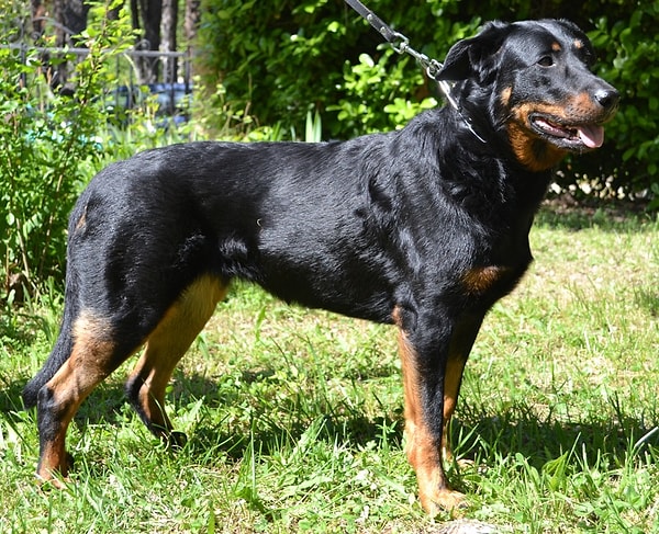 4. Французская овчарка: 3% исследуемых случаев.