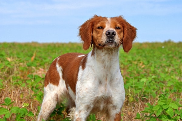 14. Бретонский эпаньоль: 2% исследуемых случаев.