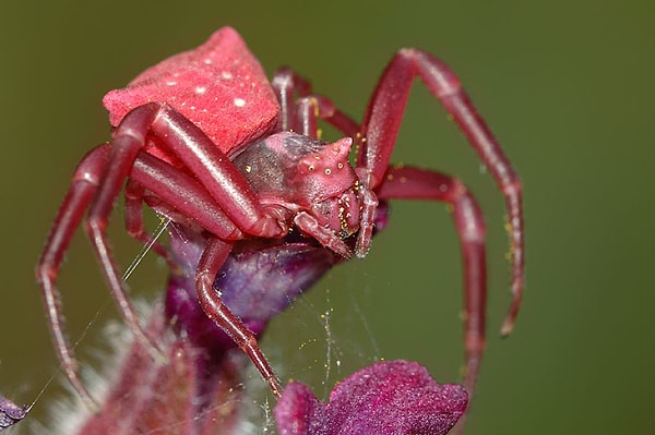 5. Крабовый паук похож на ювелирное украшение и является очень хорошим охотником