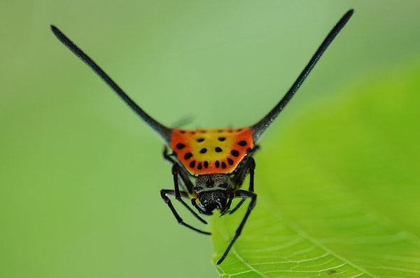 Гастероканта далий