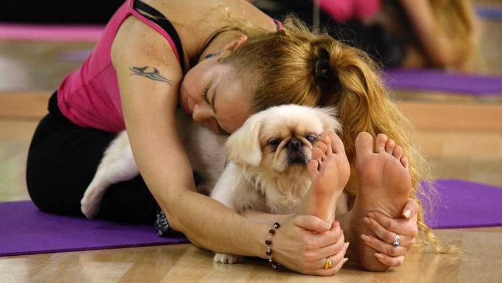 Yoga Yaparken Sahiplerini Rahat Bırakmayan 17 Sevimli Hayvan