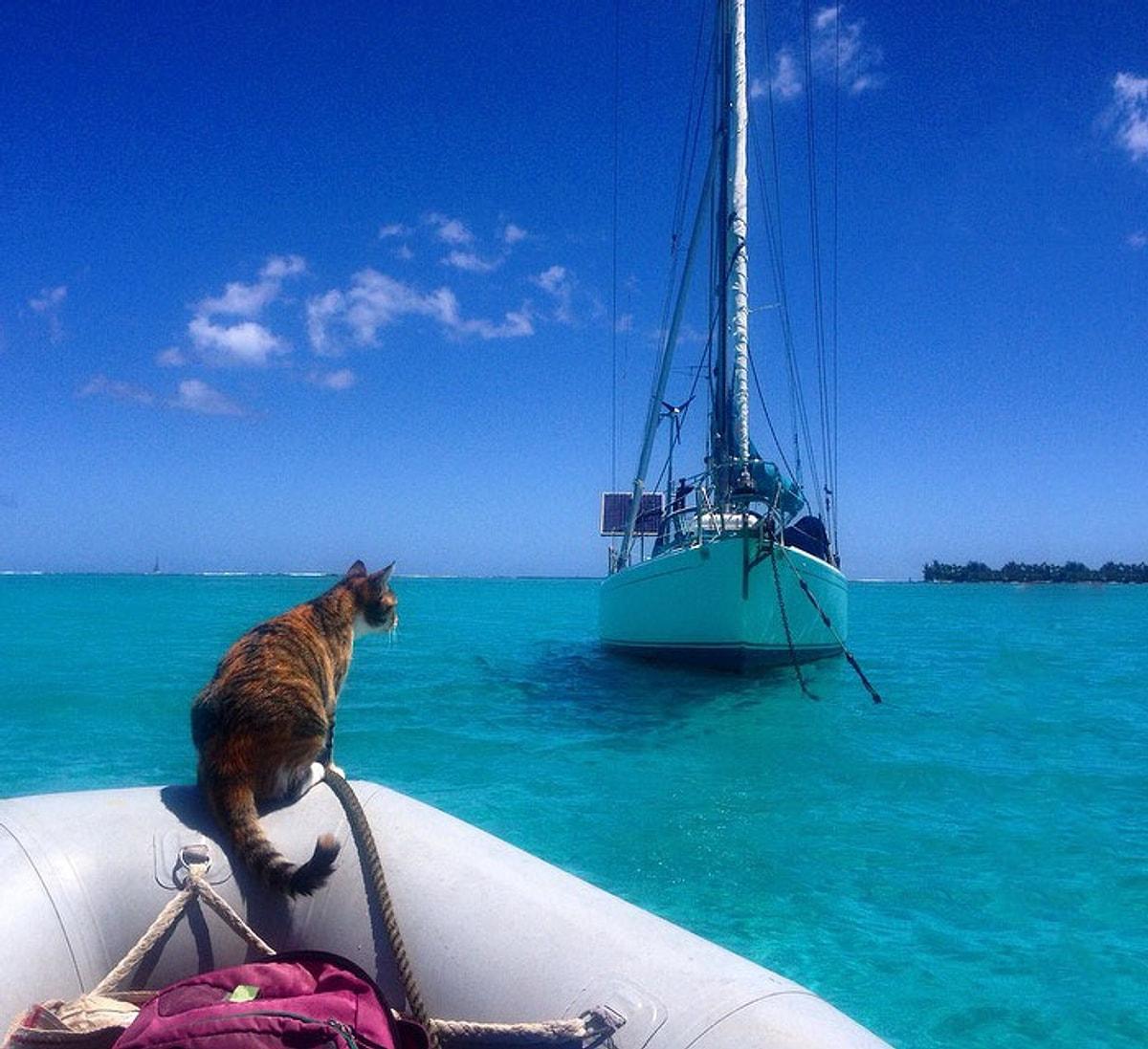 Кругосветное путешествие вместе. Кошка на яхте. Путешествие кота. Коты на море. Яхта для кругосветного путешествия.
