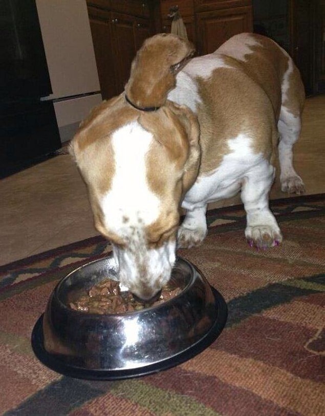 6. Make sure your dogs' ears will remain clean as it enjoys its meal!