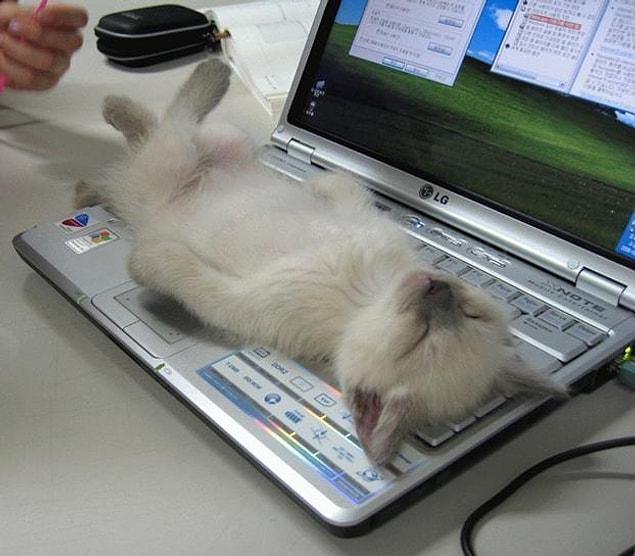 8. Your laptop is actually a comfy bed for them.