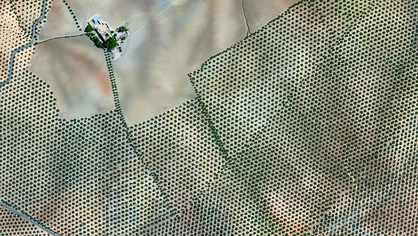 9. Оливки – Кордова, Испания 37.263212022°, -4.552271206°