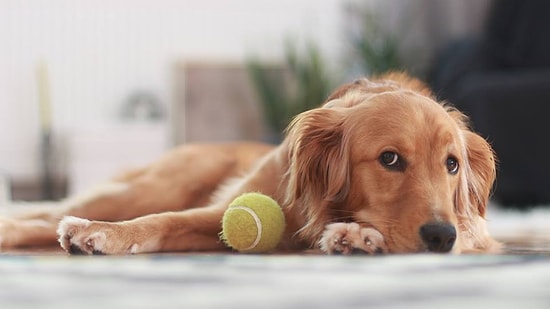 Köpek Aşıklarının Gözlerinde Kalp Çıkmasına Vesile Olacak Süper Bilgi Testi!