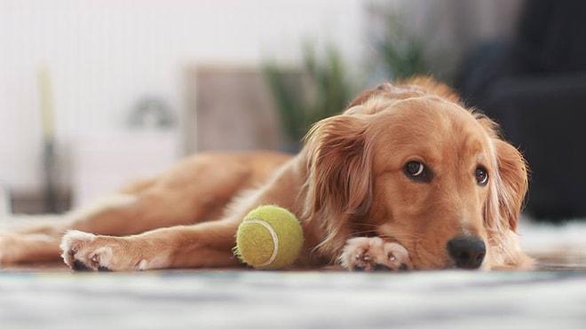 Köpek Aşıklarının Gözlerinde Kalp Çıkmasına Vesile Olacak Süper Bilgi Testi!