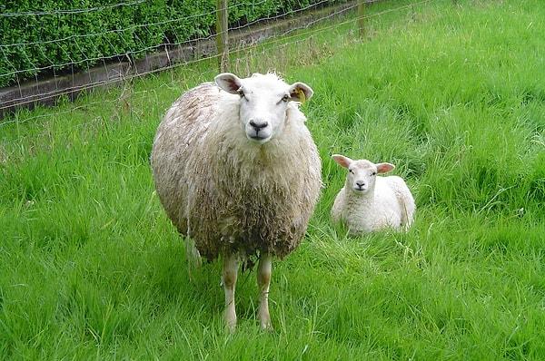 4. 2005 yılında Van'daki bir köyde bir koyun uçurumdan atlamış geri kalan 1500 koyun da onu takip etmişti!
