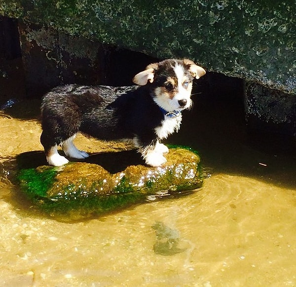 5. Храбрец, пытающийся преодолеть боязнь воды