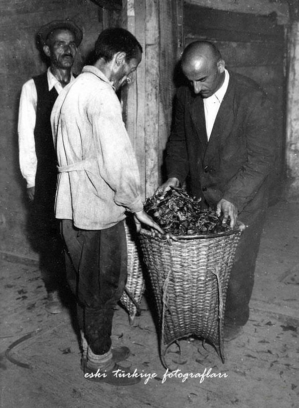 53. RİZE - Çay Üretimi, 1952