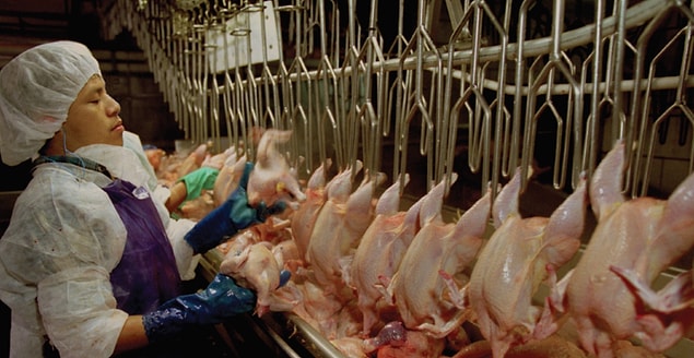 Tyson Foods'un sözcüsü Gary Mickelsen, bu anonim iddiaları araştıracaklarını, Pilgrim's Pride ve Perdue Farms'ın sözcüleri ise şirketlerinde işçilerin her zaman şikayetlerini bildirebilecekleri yardım hatları olduğunu dile getiriyorlar.