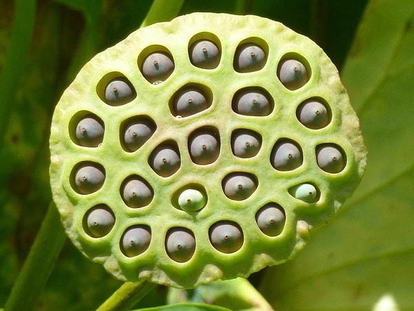 1. Aşağıdaki lotus bitkisi fotoğrafı sizi bir şekilde rahatsız etti mi? Eğer öyleyse muhtemelen “tripofobi”, yani “delik korkusu”na sahipsiniz.