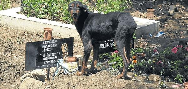 6. İzmir'in Bayraklı ilçesinde, cenaze aracını takip ederek sahibinin mezarlığına gelen ve buradan ayrılmayan doberman kırması köpek.