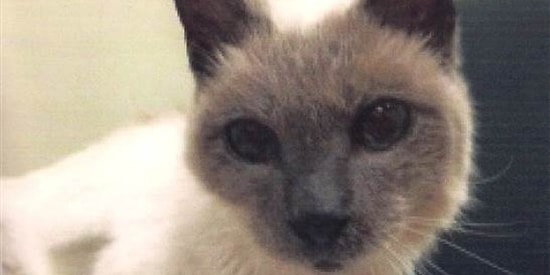 Старейший кот в мире умер в возрасте 30 лет