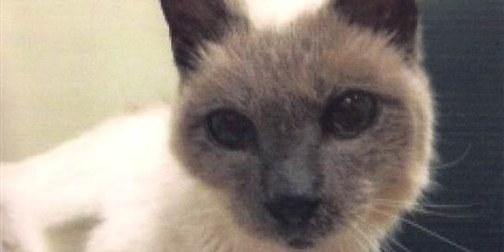 Старейший кот в мире умер в возрасте 30 лет