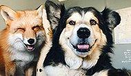 Лис и пес - друзья на век: история необычной дружбы