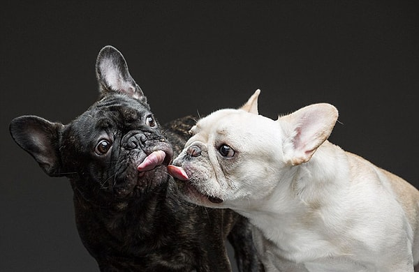 2. Он угостил приглашенных собак... ореховой пастой.