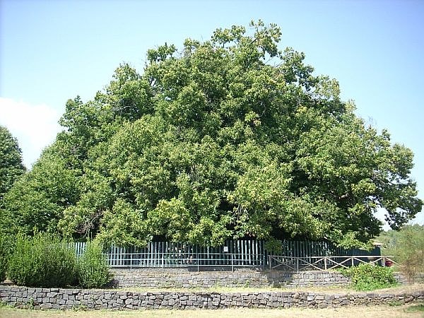 9. Сицилийский каштан