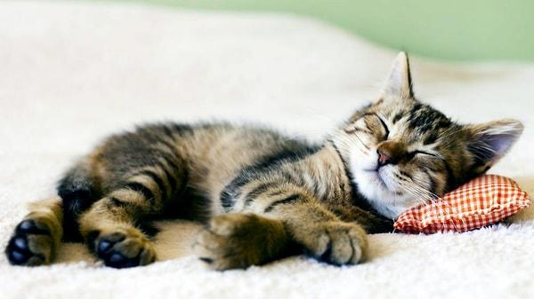 17. Kediler yaşamlarının %70'lik bir kısmını uyuyarak geçirmektedir.