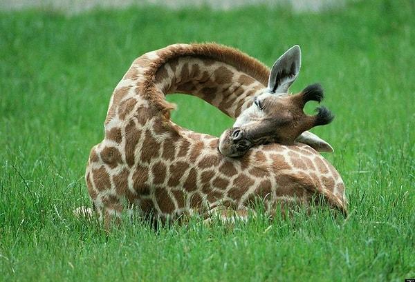 24. Zürafalar 24 saat periyodunda yalnızca 5-30 dakika arası uykuya ihtiyaç duymaktadır.