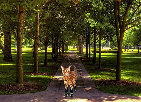 3. Симба на роликах