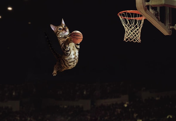 8. Симба - отличный игрок в баскетбол