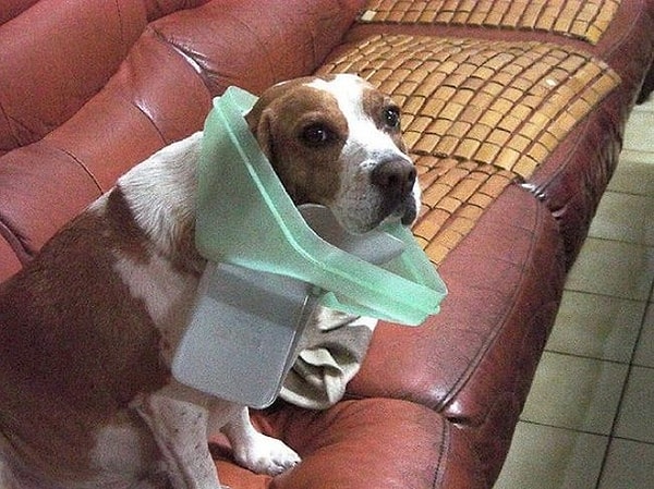 5. Его что, не кормят?