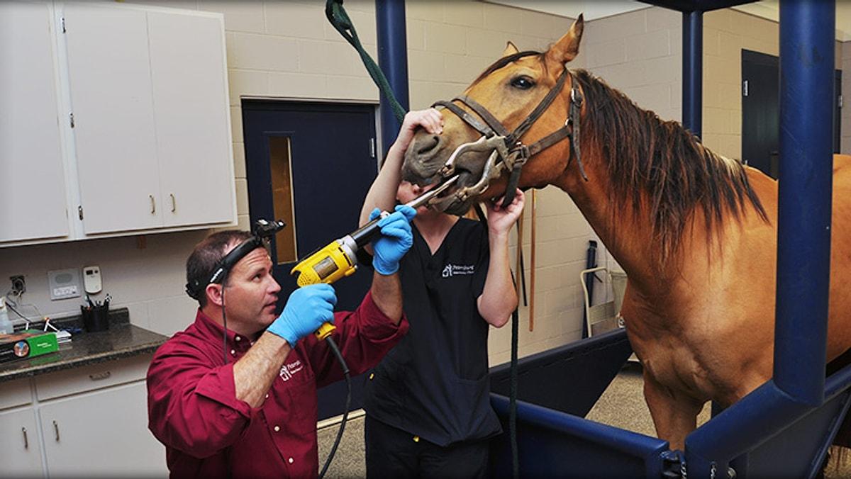 Знахарь лечивший лошадей. Ветеринария лошади. Ветеринар и лошадь. Осмотр лошади. Ветеринарный врач с лошадью.