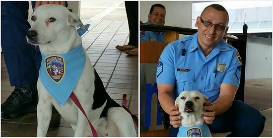 Бездомный пес стал служащим полиции