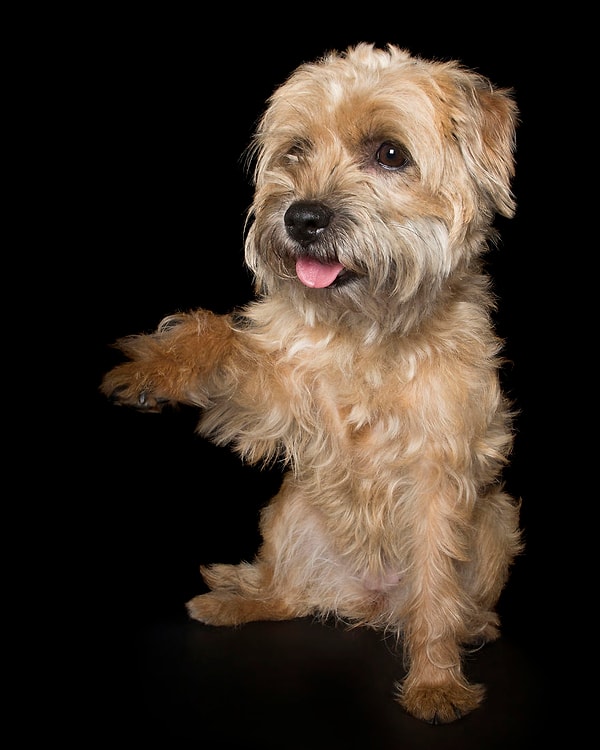 11. "Вы не видели щенка? Во-о-о-от такого роста"