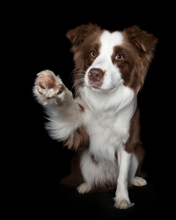17. "А вкусняшки будут?"