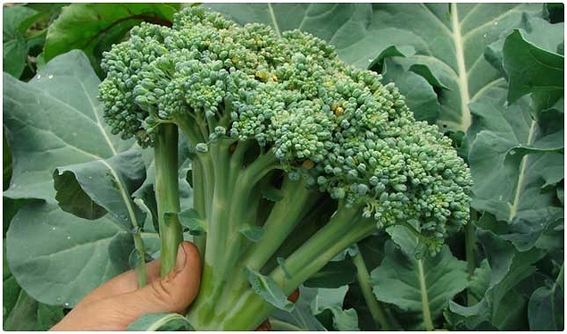 Brokoli