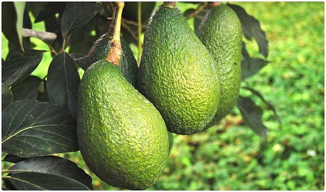 Avokado