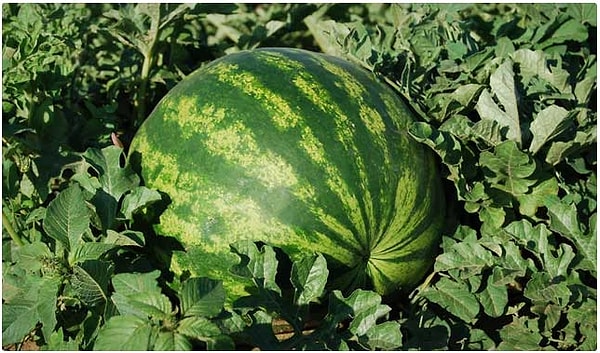 16. Арбуз
