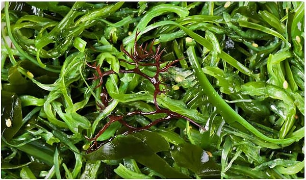 19. Морская капуста