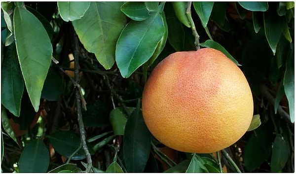 17. Грейпфрут