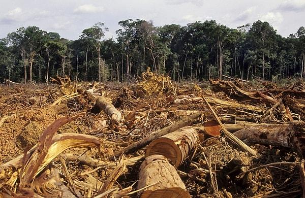National Geographic’in raporuna göre, bugünkü orman yok olma hızı sabit kalırsa, 100 yıl içinde bütün yağmur ormanları ortadan kalkmış olacak.