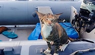 Drop Everything And Start Sailing With Your Cat!