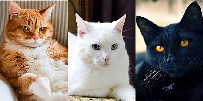 Kediyiz, Birbirimize Benzeriz: İsimlerine Göre Kedilerin Karakter Analizi
