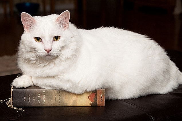 1. Pamuk